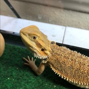 Meet your Posher, Andrea